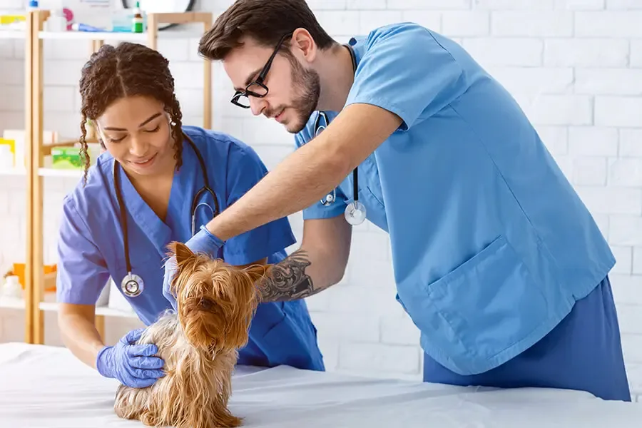 Veterinary Office Insurance Veterinary Health Care Team With Dog Patient Veterinary Office Insurance We’ll take care of the insurance so you can take care of the furbabies.
