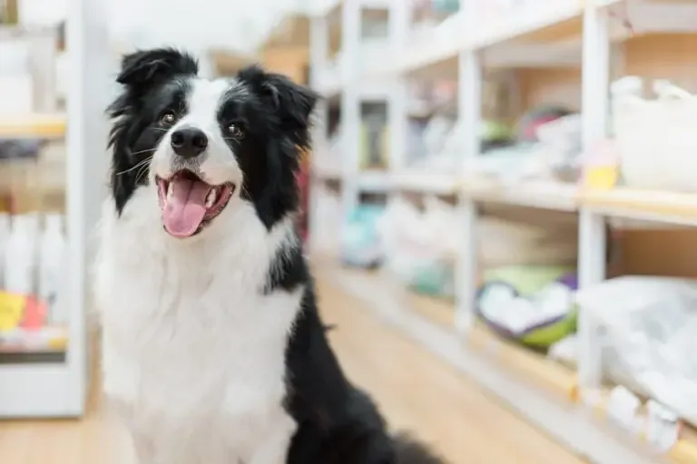 Pet Business Insurance Happy Dog in Pet Store with Dog Food Blurred in the Background 768x512 1 Pet Business Insurance If you’re in the pet business, we can help you find the right pet business insurance for your unique needs. Contact us today for a consultation.