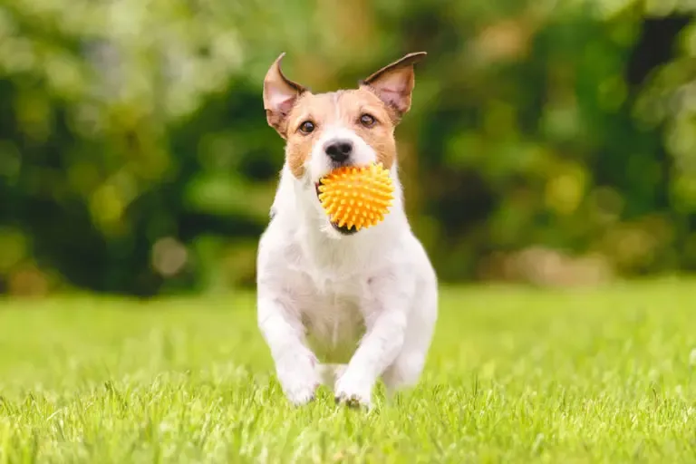 Pet Insurance Family Dog Running With Play Ball 768x512 1 Pet Insurance Health Insurance for our pets.